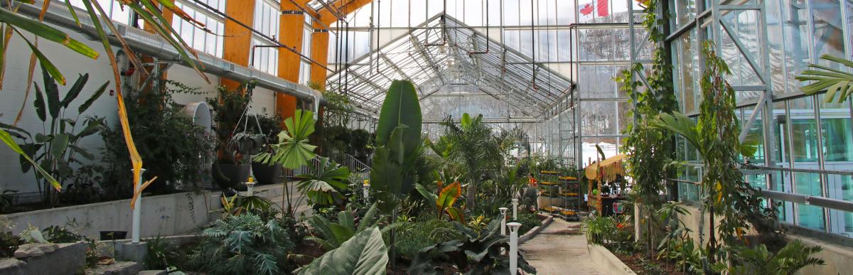 Interior of Gage Park Tropical Greenhouse, visitor walkway with large tropical plants and rocks on either side