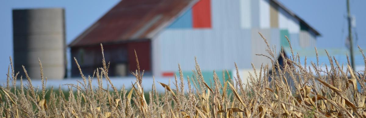 Rural Flamborough farm, wheat crop and barn in the background