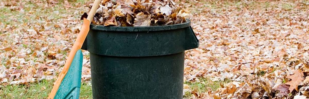 Raking autumn leaves and collecting them in a yard waste bin.