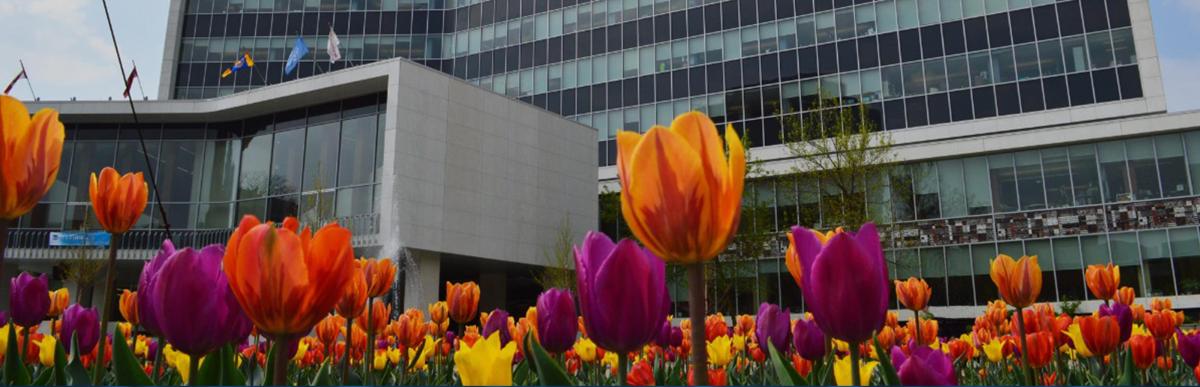 Closeup of orange and purple tulips outside of City Hall