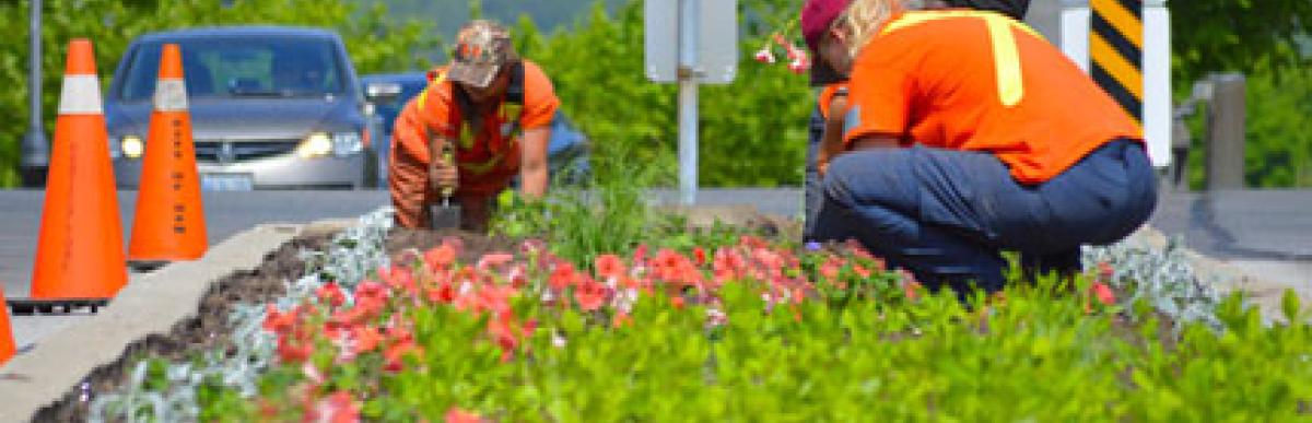 City workers planting flowers in a traffic island flower bed