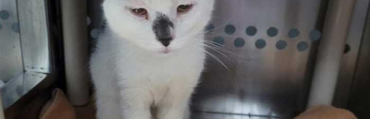 white and grey stray cat 05-25-OTC-01