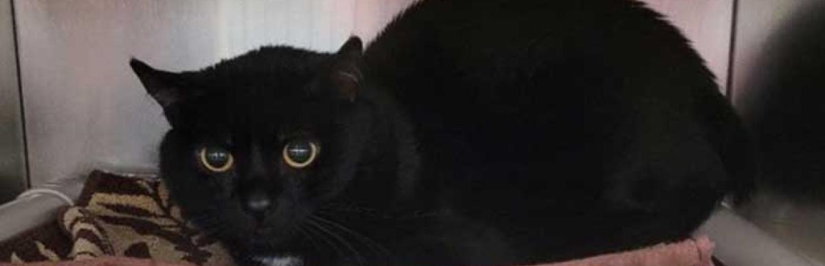 Black stray cat 05-25-OTC-03