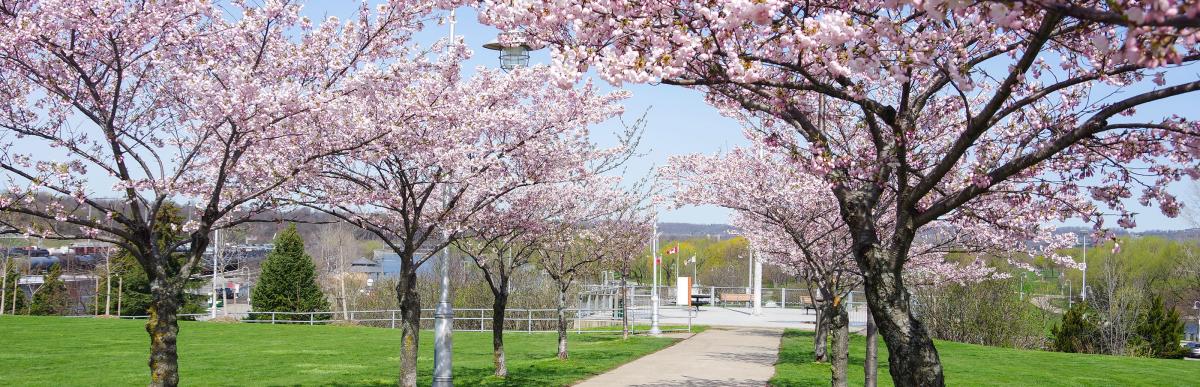 Cherry blossoms in bloom at Bayfront Park