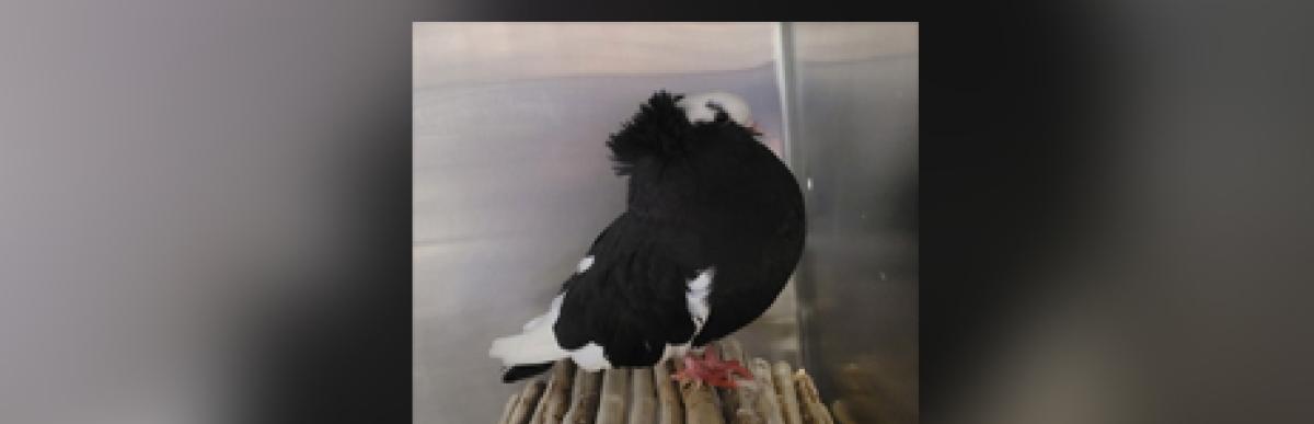 Black and white pigeon