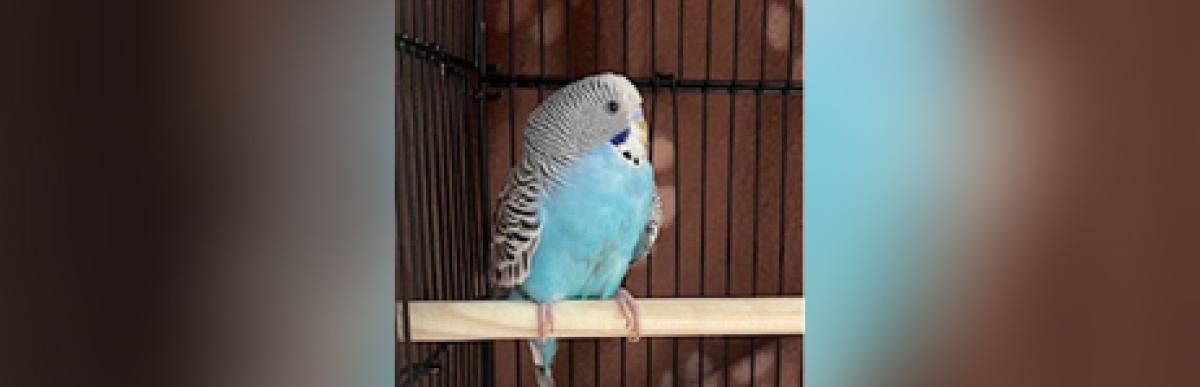 Adult blue and white budgie