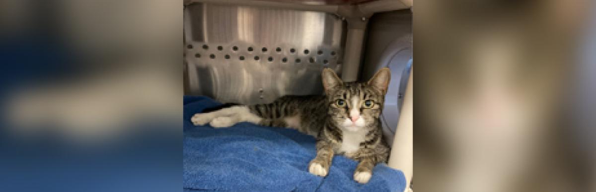 Adult shorthaired brown tabby with white paws and belly