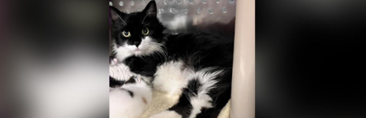Adult longhaired black and white cat