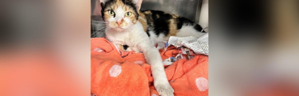 Adult shorthaired calico cat