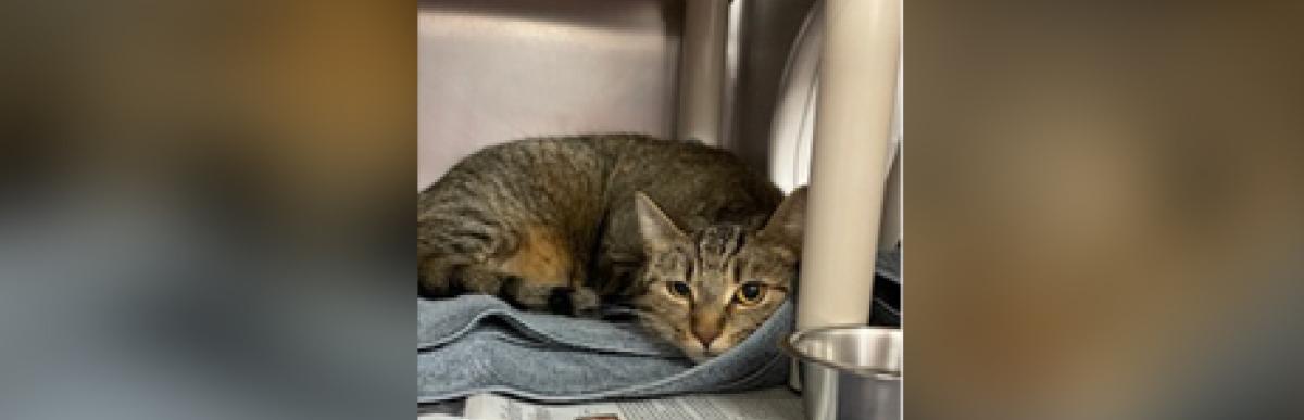 Adult brown tabby cat