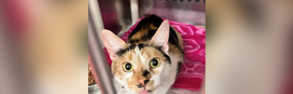 Adult shorthaired calico cat with blep tongue out