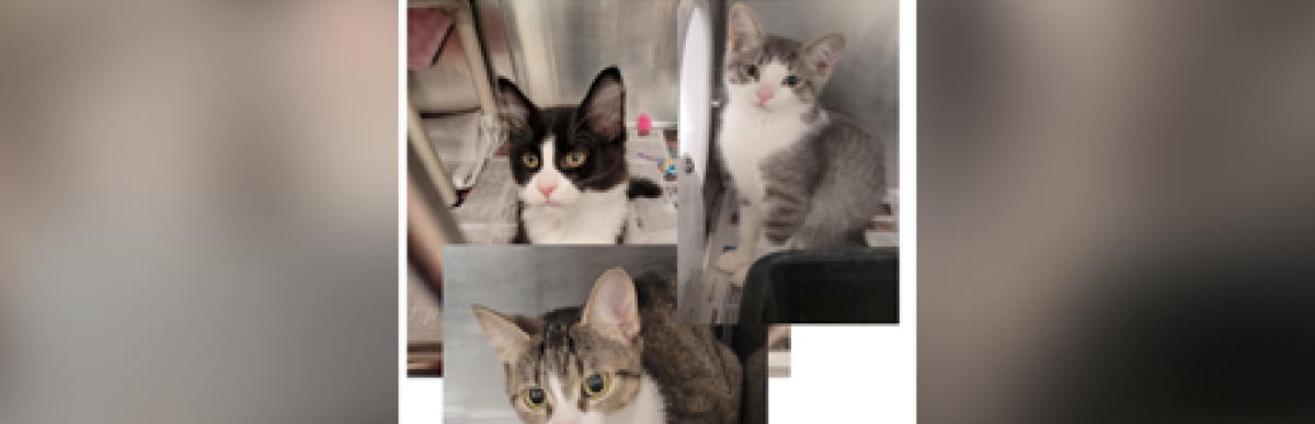 Collage of three cats, one adult brown tabby, and 2 other kittens (grow tabby with white and black and white)