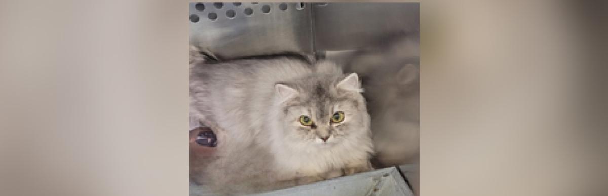 Adult Persian silver tabby