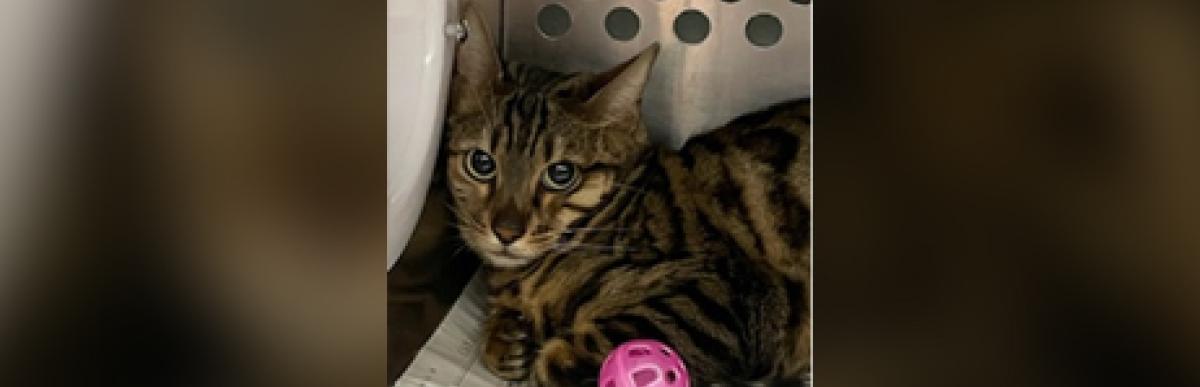 Shorthaired adult brown tabby cat with a pink ball cat toy