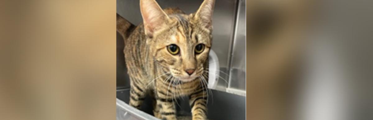 Adult shorthaired brown tabby cat