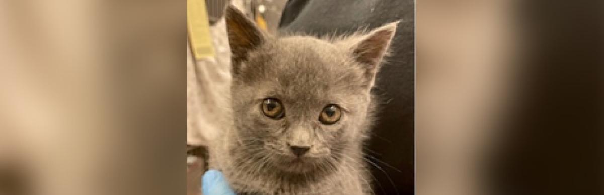 Grey shorthaired cat