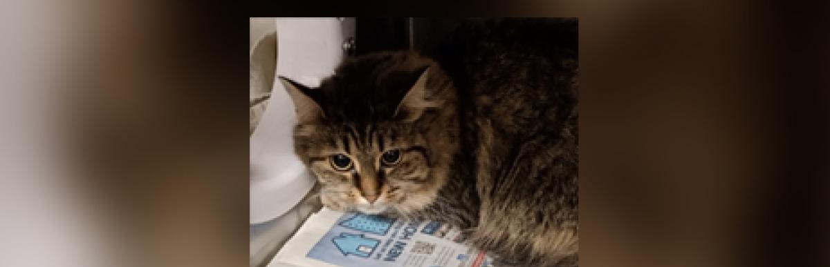 Mediumhaired brown tabby cat