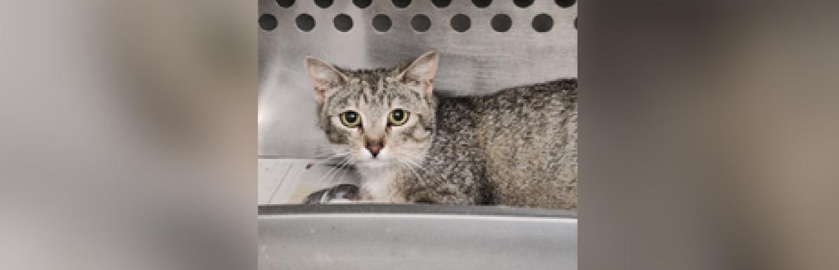 Adult shorthaired silver tabby