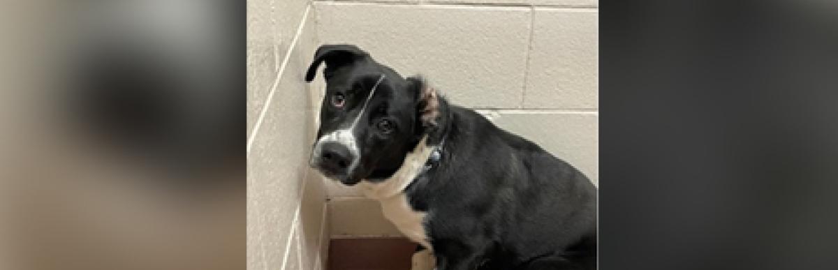 Adult black and white lab/collie x dog