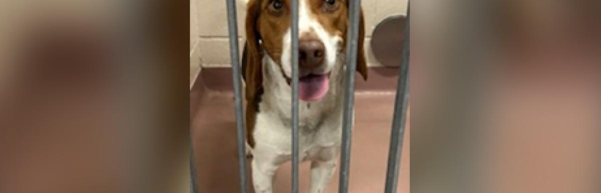 Adult tri colour beagle dog