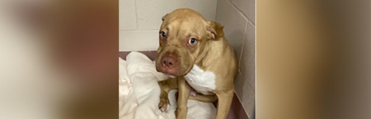 Adult tan/white American bulldog x dog