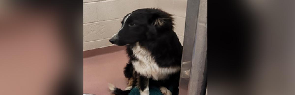 Black and white border collie