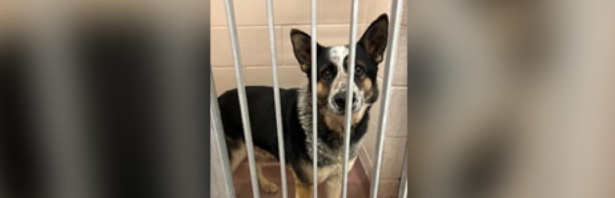 Adult cattle dog black tan and white
