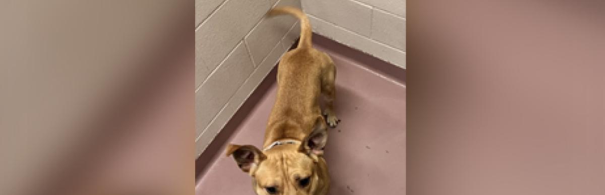Adult tan coloured Shepherd x dog