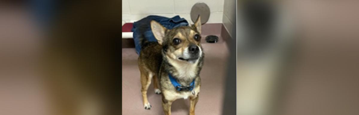 Small black and brown chi x dog