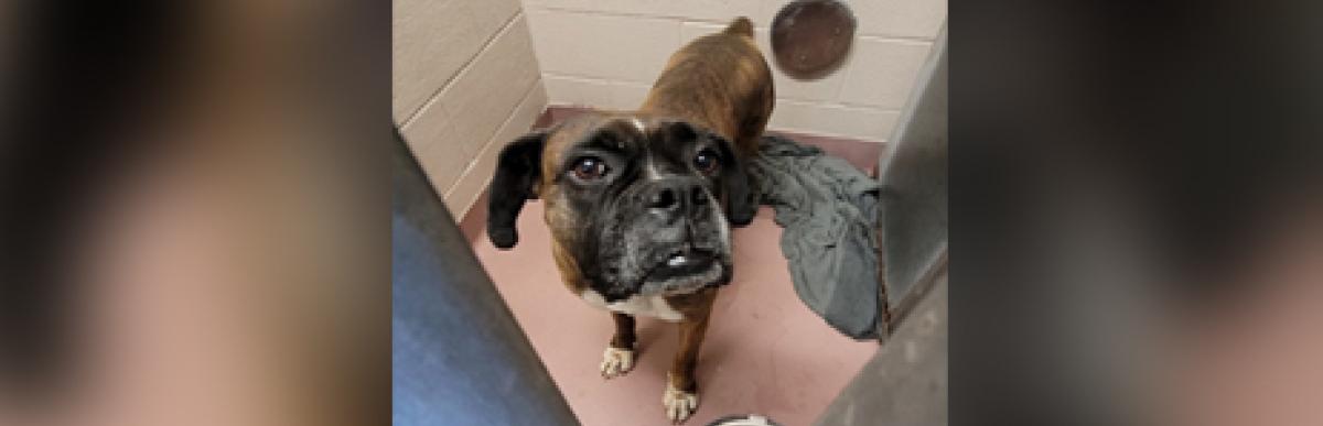 Adult brown brindle/white boxer dog