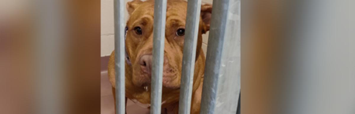 Adult brown bully x dog