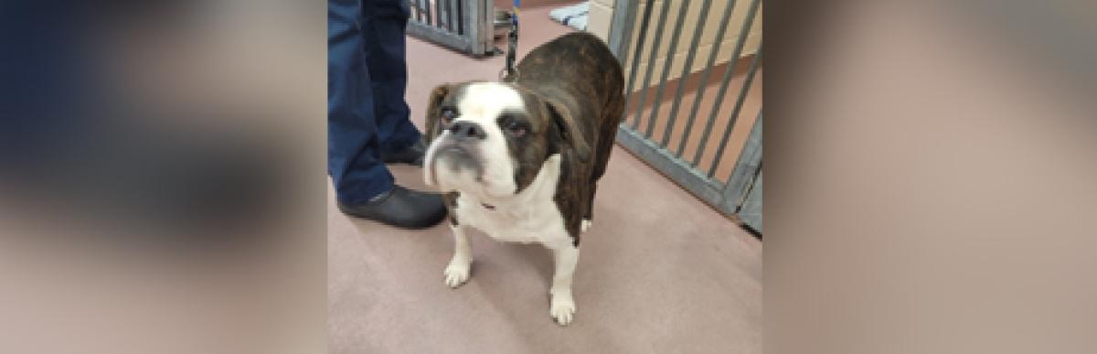 Adult female bulldog x dog brindle and white colour