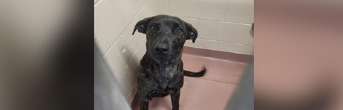 Adult brindle Labrador x dog