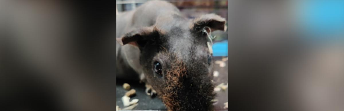 Adult dark brown shorthaired guinea pig