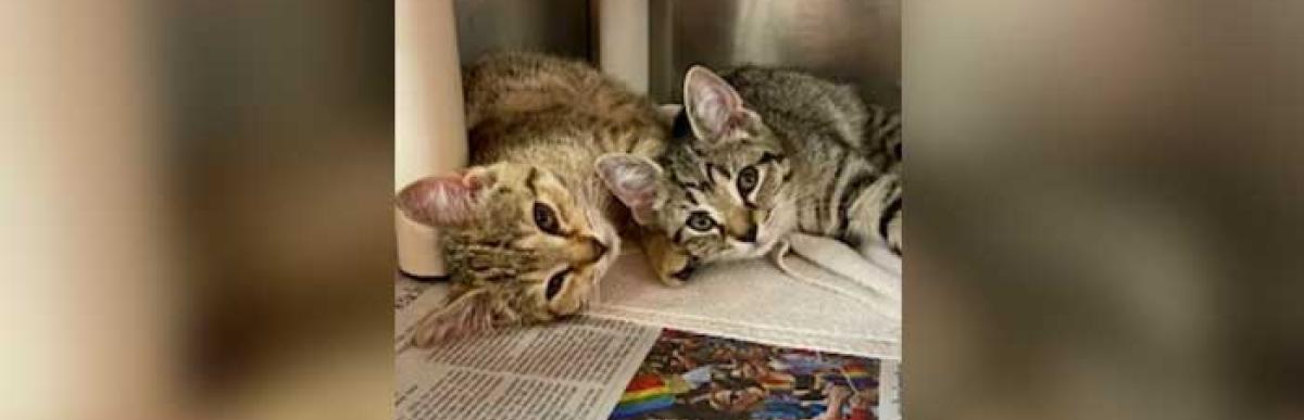 Stray cats 201-07-12-01A & 01B