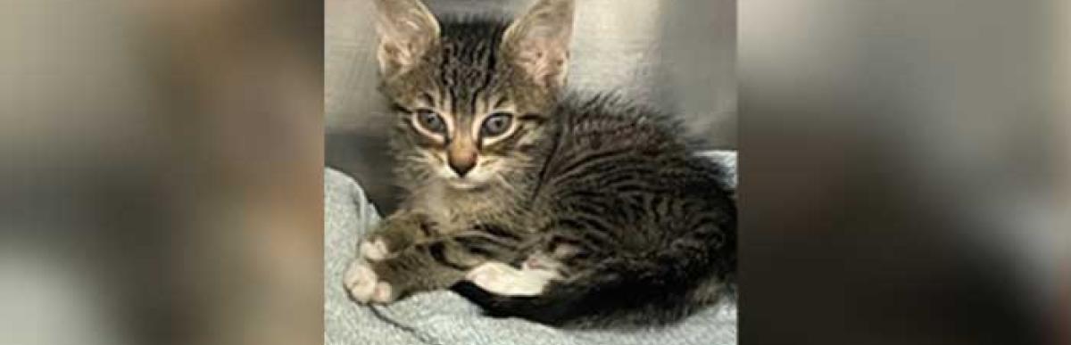 Stray Cat 201-07-13-01