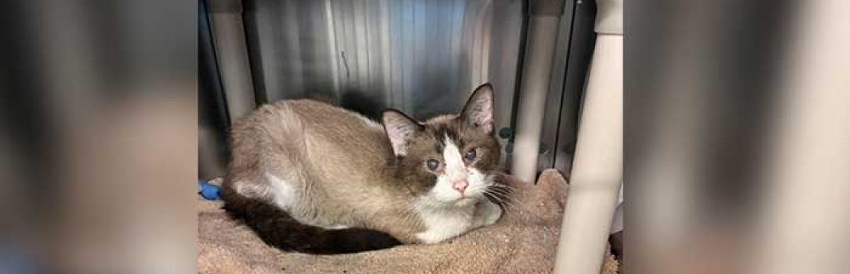Stray cat 363-07-11-09
