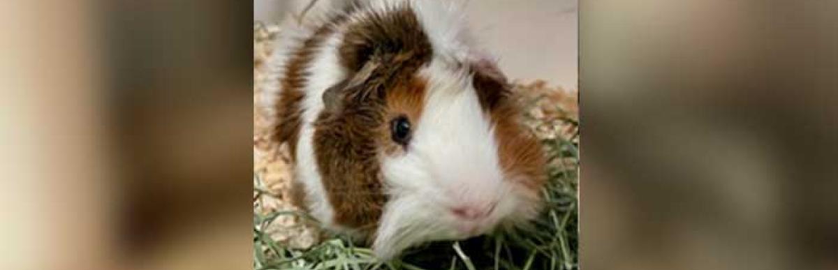 Stray guinea pig 207-07-11-15