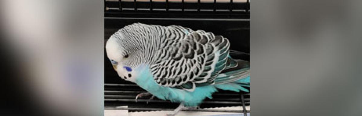 Budgie with aqua/grey/white feathers and a small dark blue feather beside beak