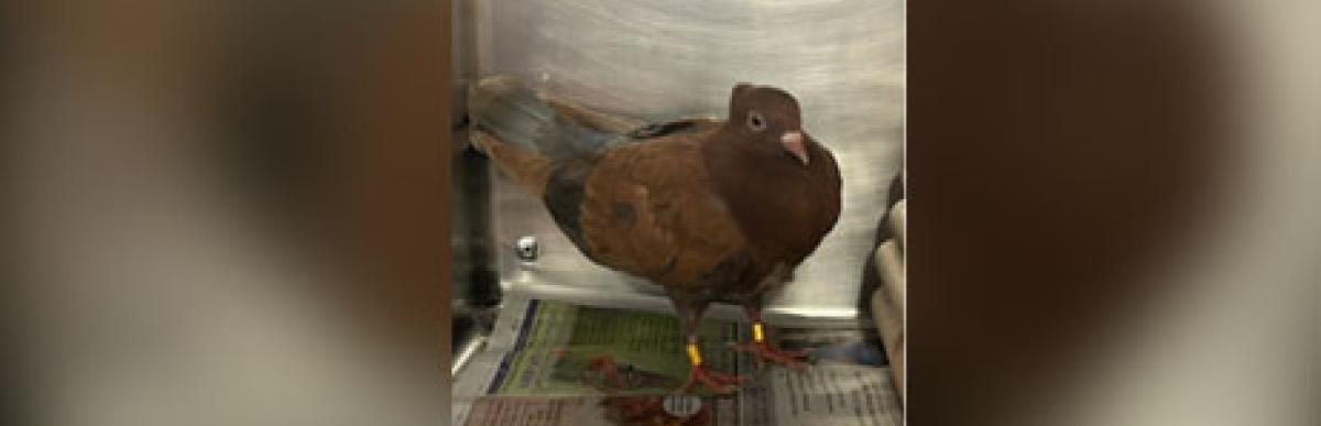 Brown pigeon