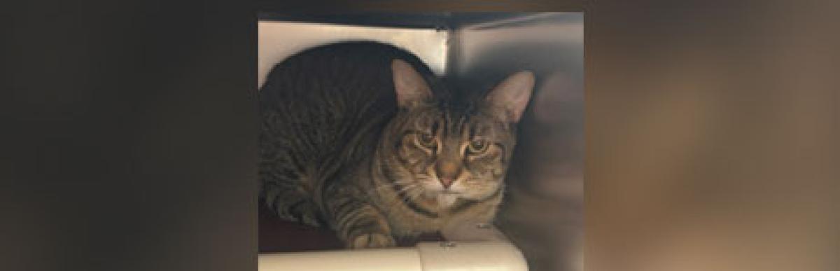 Adult brown tabby cat