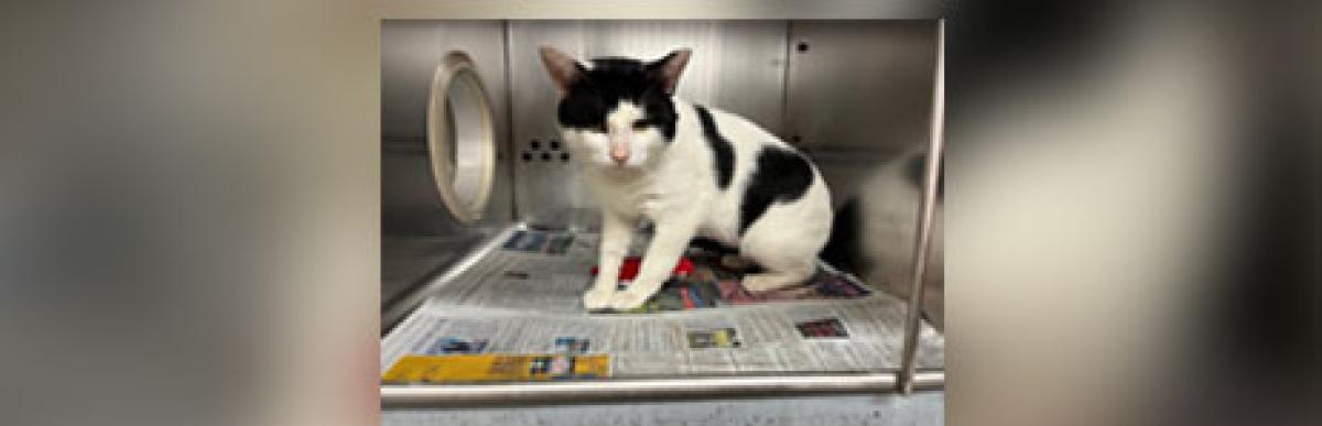 Adult black and white cat
