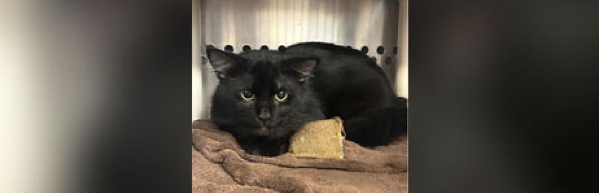 Adult black cat
