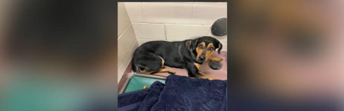 Adult black/tan rotti/shepherd x dog
