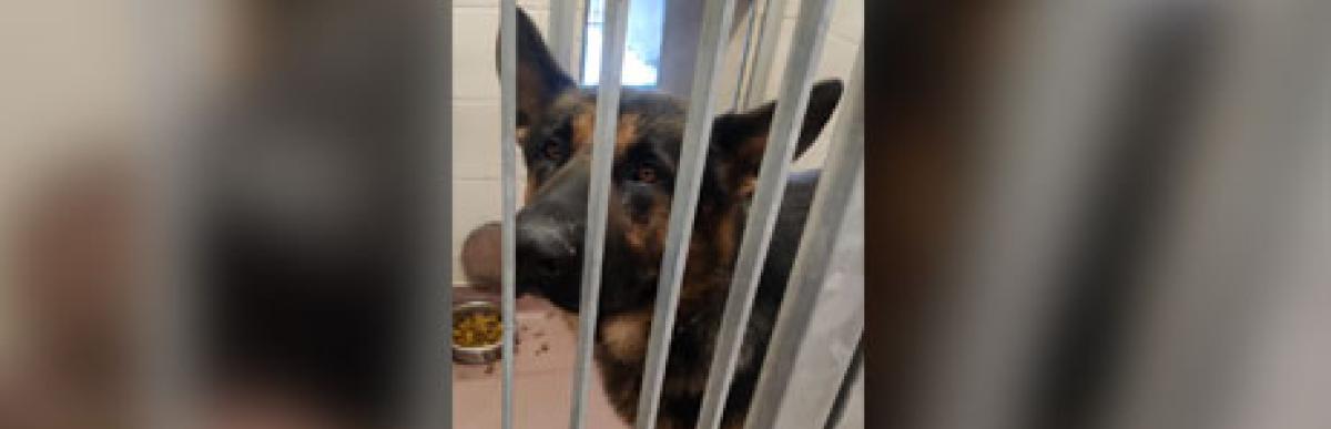 Adult black and brown German Shepherd dog