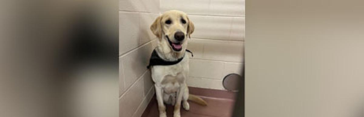 Adult yellow labrador dog wearing a bandana