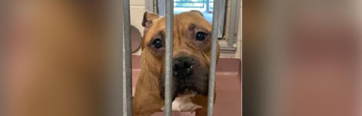 Adult bully x dog brown black and white on chest