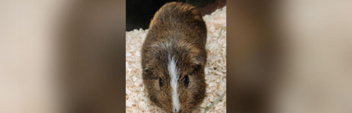 Adult brown and orange with white guinea pig