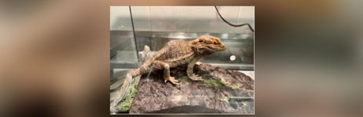 Adult tan bearded dragon