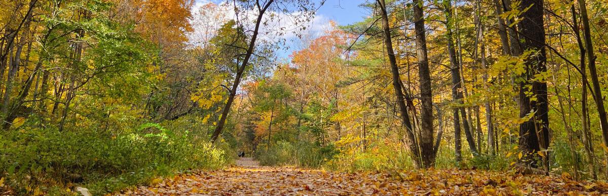 Spring Valley Trail in the fall with leaves changing colour